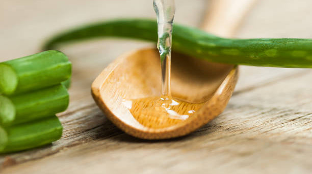 L'aloe véra: la plante qui vous veut du bien 🌿